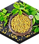 fenugreek